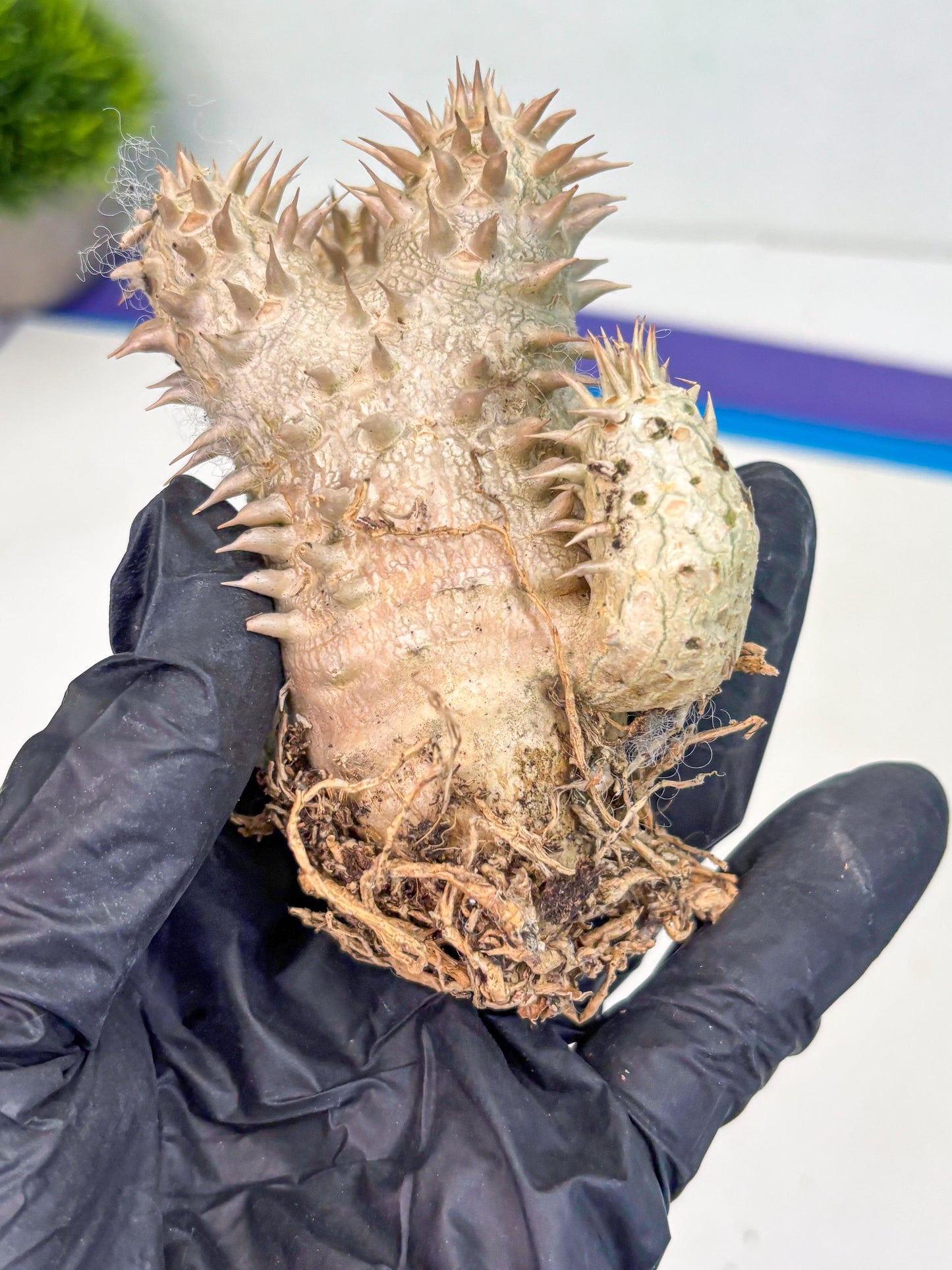 Bevicaule Baker (b) | The plants are not dead-3-month warranty.