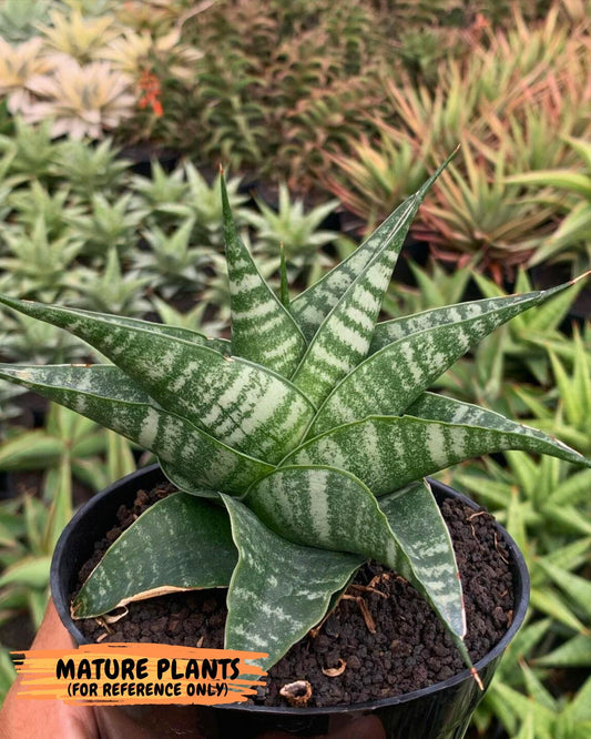 Sansevieria Pegeta (ba1) (17) | Rare imported
