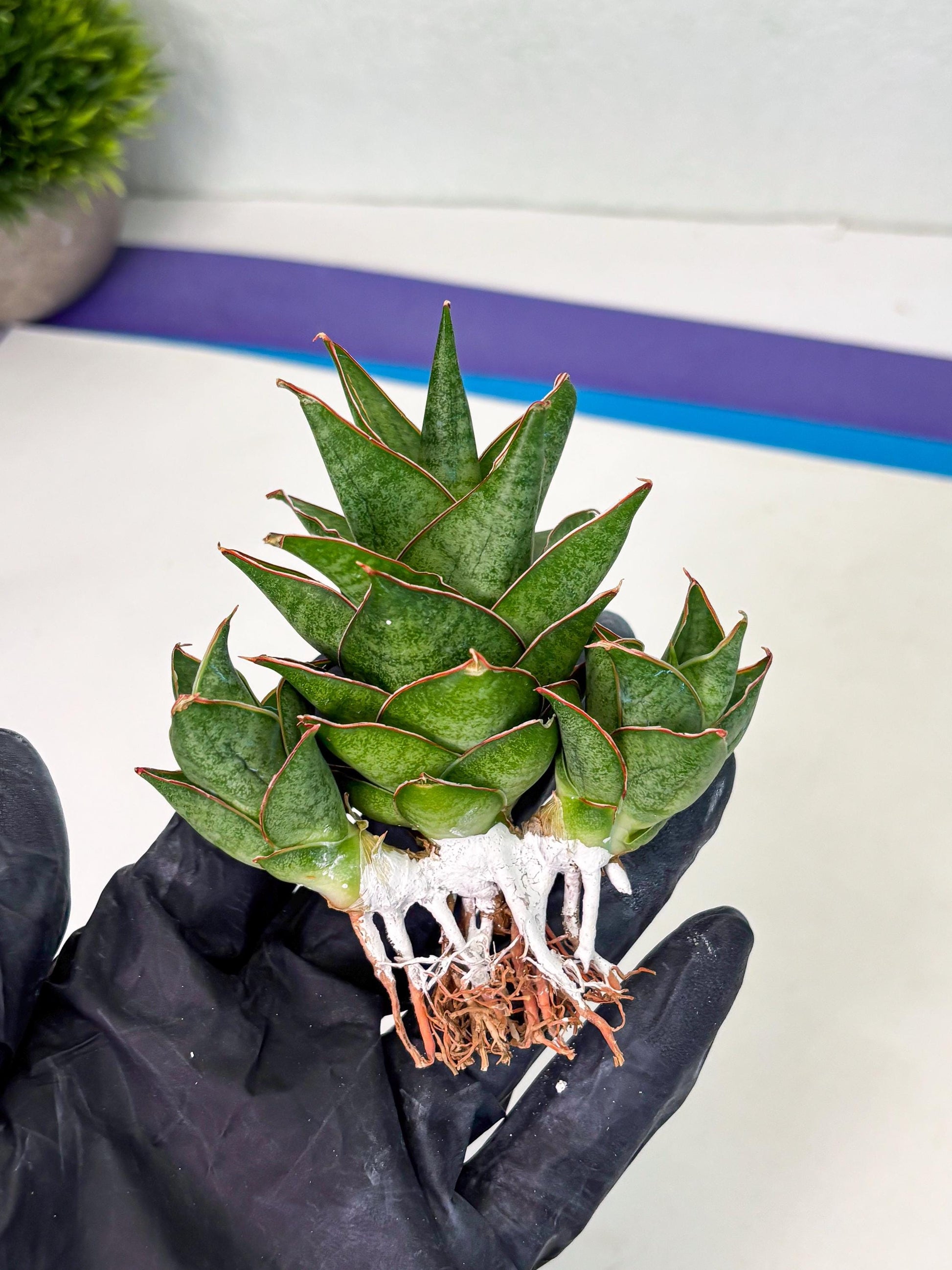 Sansevieria Ballyii x Koko x Cordova x Boncel (ba2) (1) | Rare imported