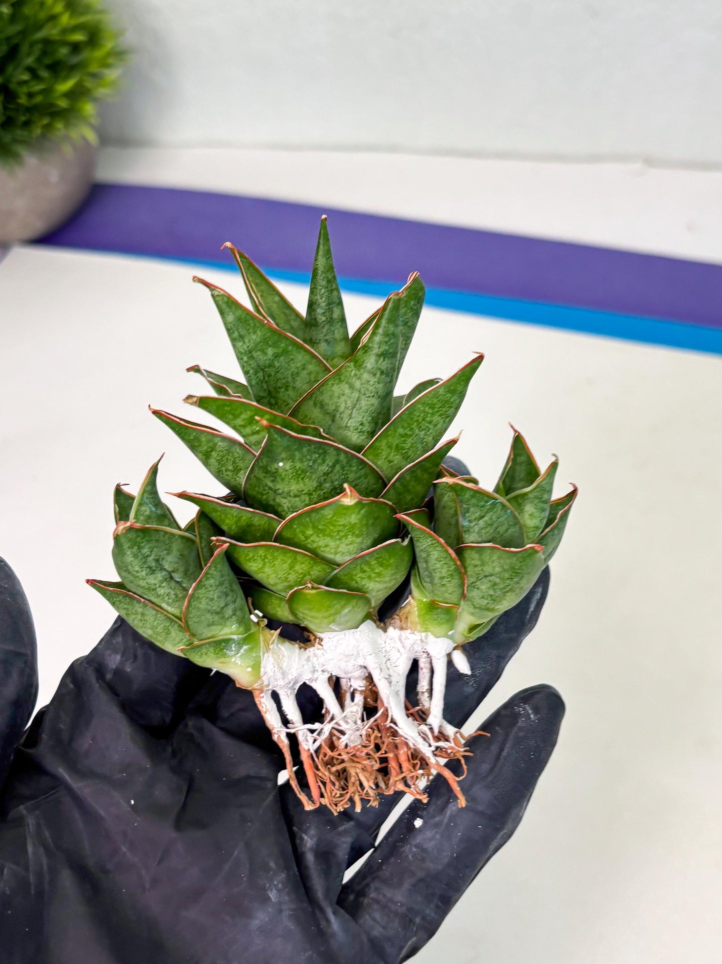 Sansevieria Ballyii x Koko x Cordova x Boncel (ba2) (1) | Rare imported