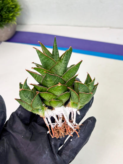 Sansevieria Ballyii x Koko x Cordova x Boncel (ba2) (1) | Rare imported