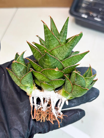 Sansevieria Ballyii x Koko x Cordova x Boncel (ba2) (1) | Rare imported