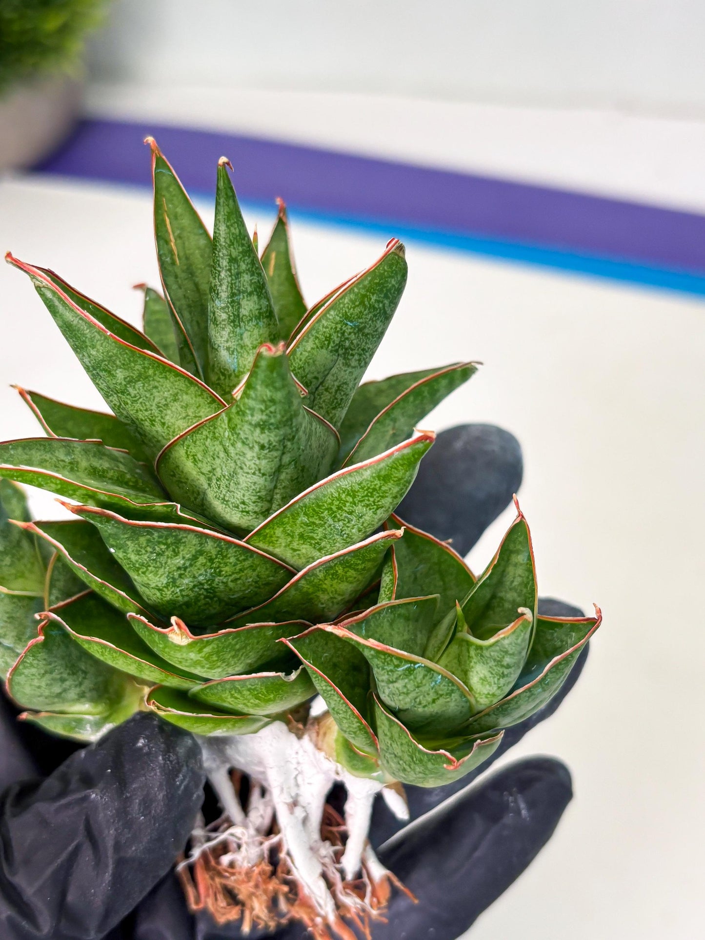 Sansevieria Ballyii x Koko x Cordova x Boncel (ba2) (1) | Rare imported
