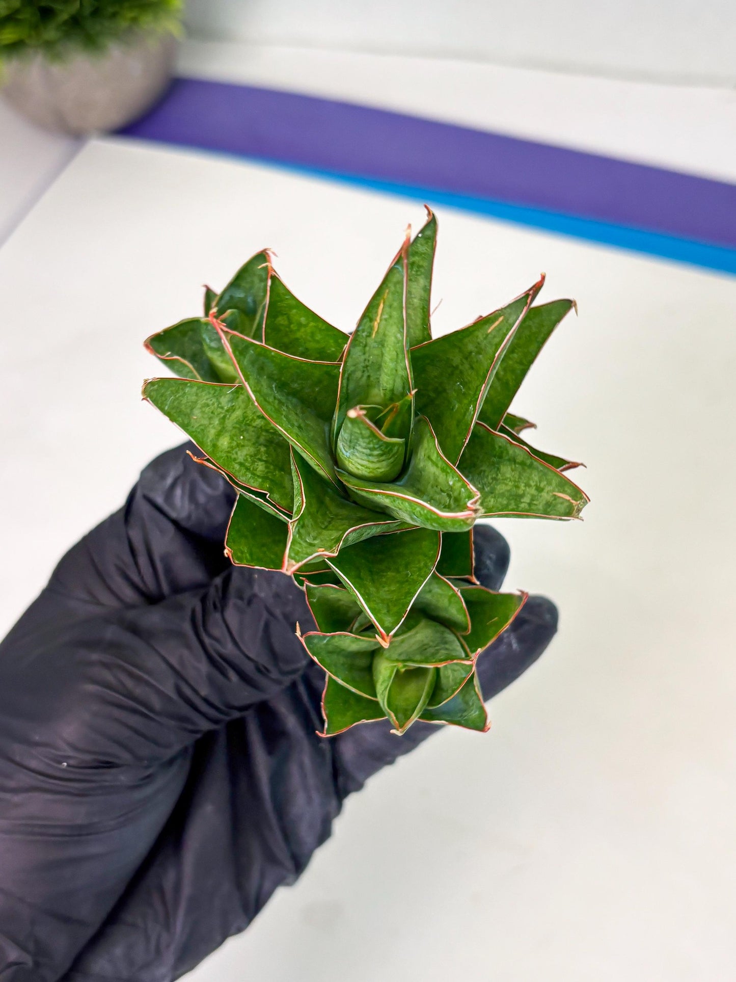 Sansevieria Ballyii x Koko x Cordova x Boncel (ba2) (1) | Rare imported