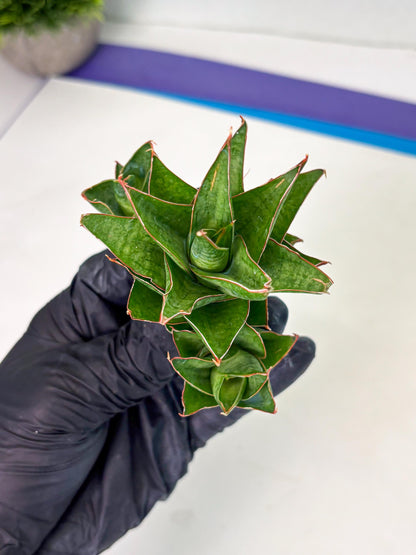 Sansevieria Ballyii x Koko x Cordova x Boncel (ba2) (1) | Rare imported