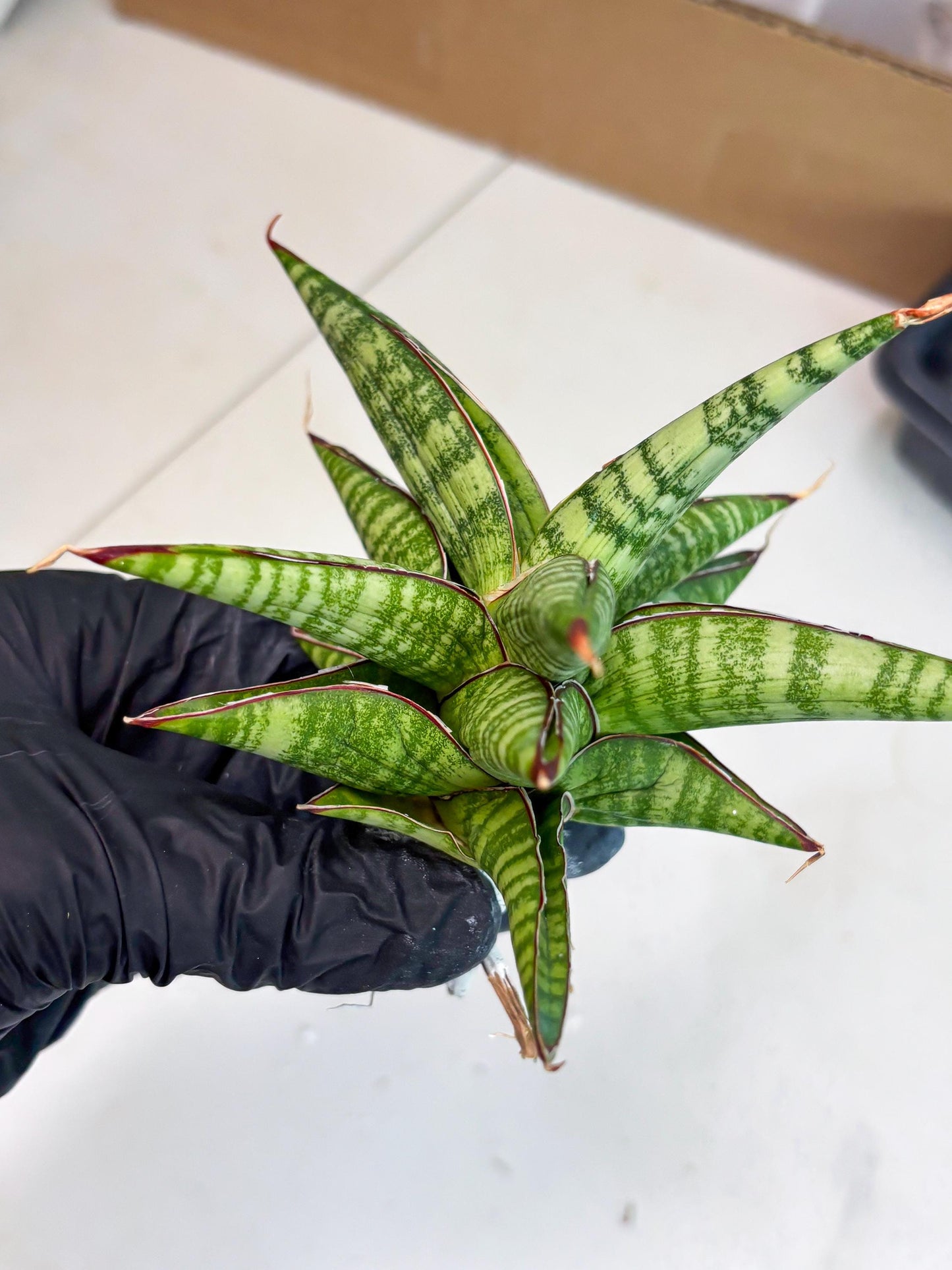 Sansevieria Bella x Pinguicula (ba2) (2) | Rare imported