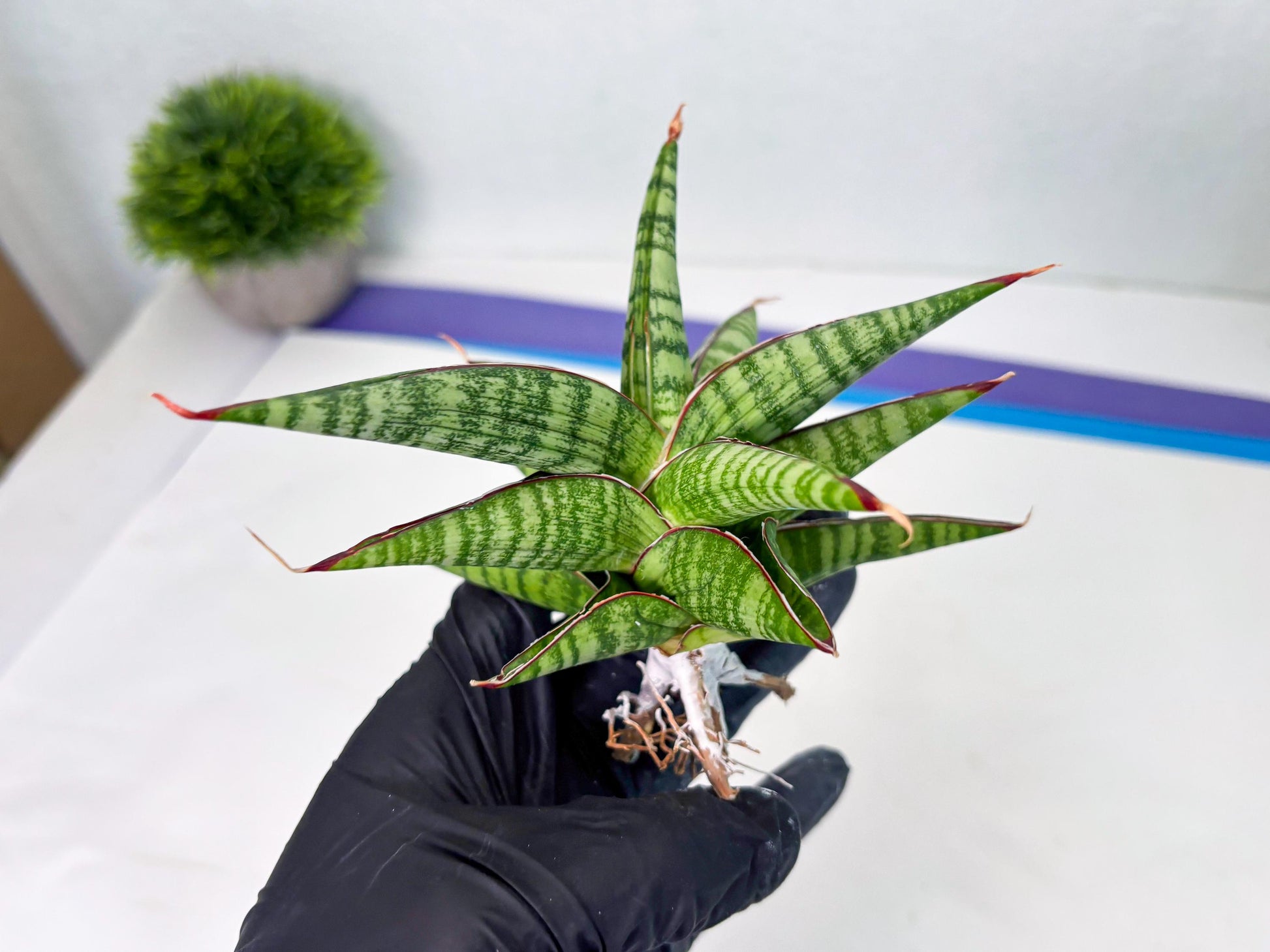 Sansevieria Bella x Pinguicula (ba2) (2) | Rare imported