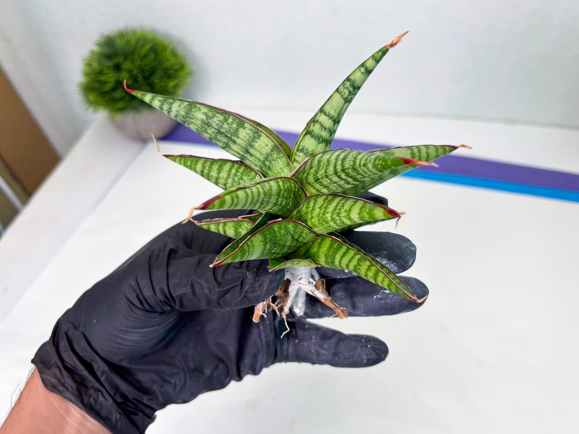 Sansevieria Bella x Pinguicula (ba2) (2) | Rare imported