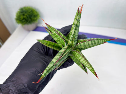 Sansevieria Bella x Pinguicula (ba2) (2) | Rare imported