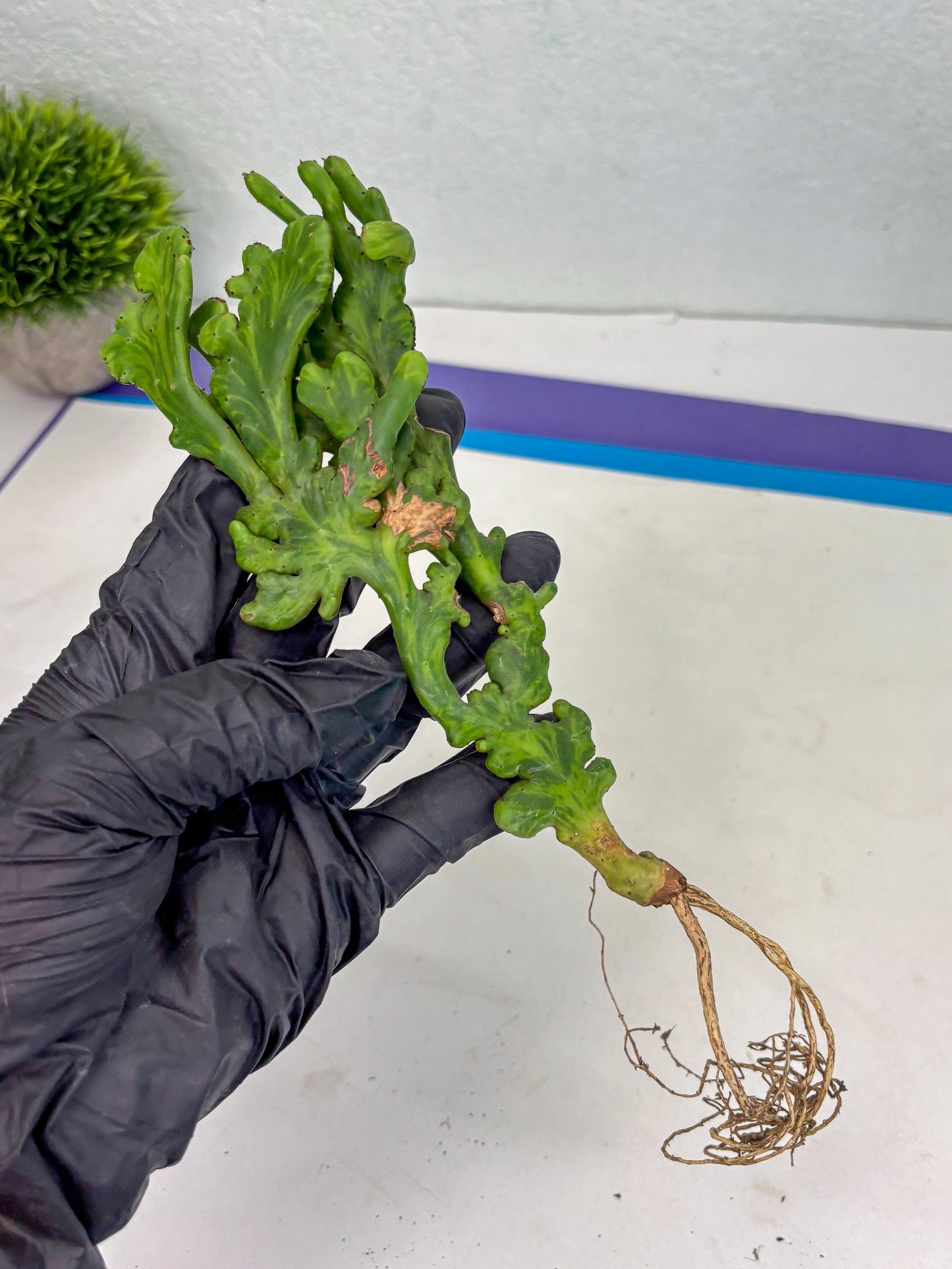 Euphorbia leucodendron cristate Var (p) | Imported Plants