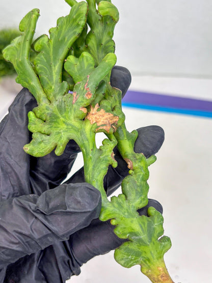 Euphorbia leucodendron cristate Var (p) | Imported Plants