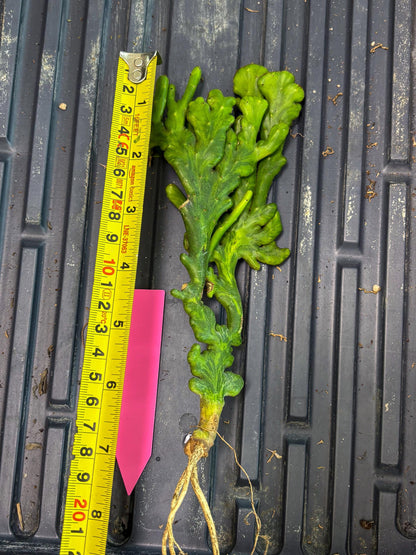 Euphorbia leucodendron cristate Var (p) | Imported Plants