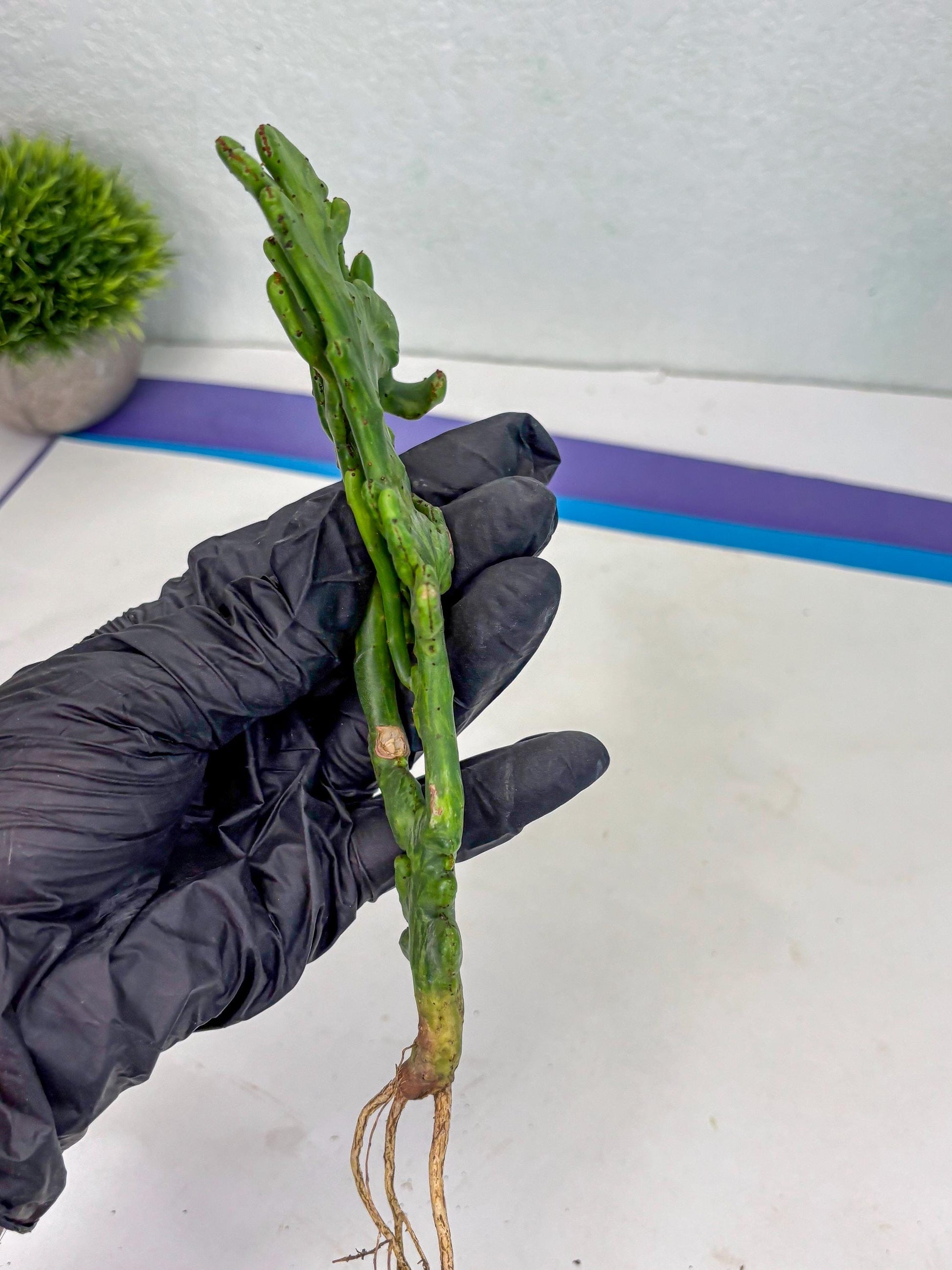 Euphorbia leucodendron cristate Var (p) | Imported Plants