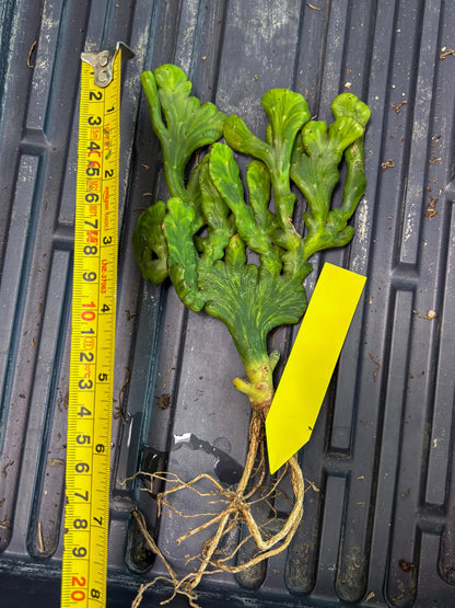 Euphorbia leucodendron cristate Var (y) | Imported Plants