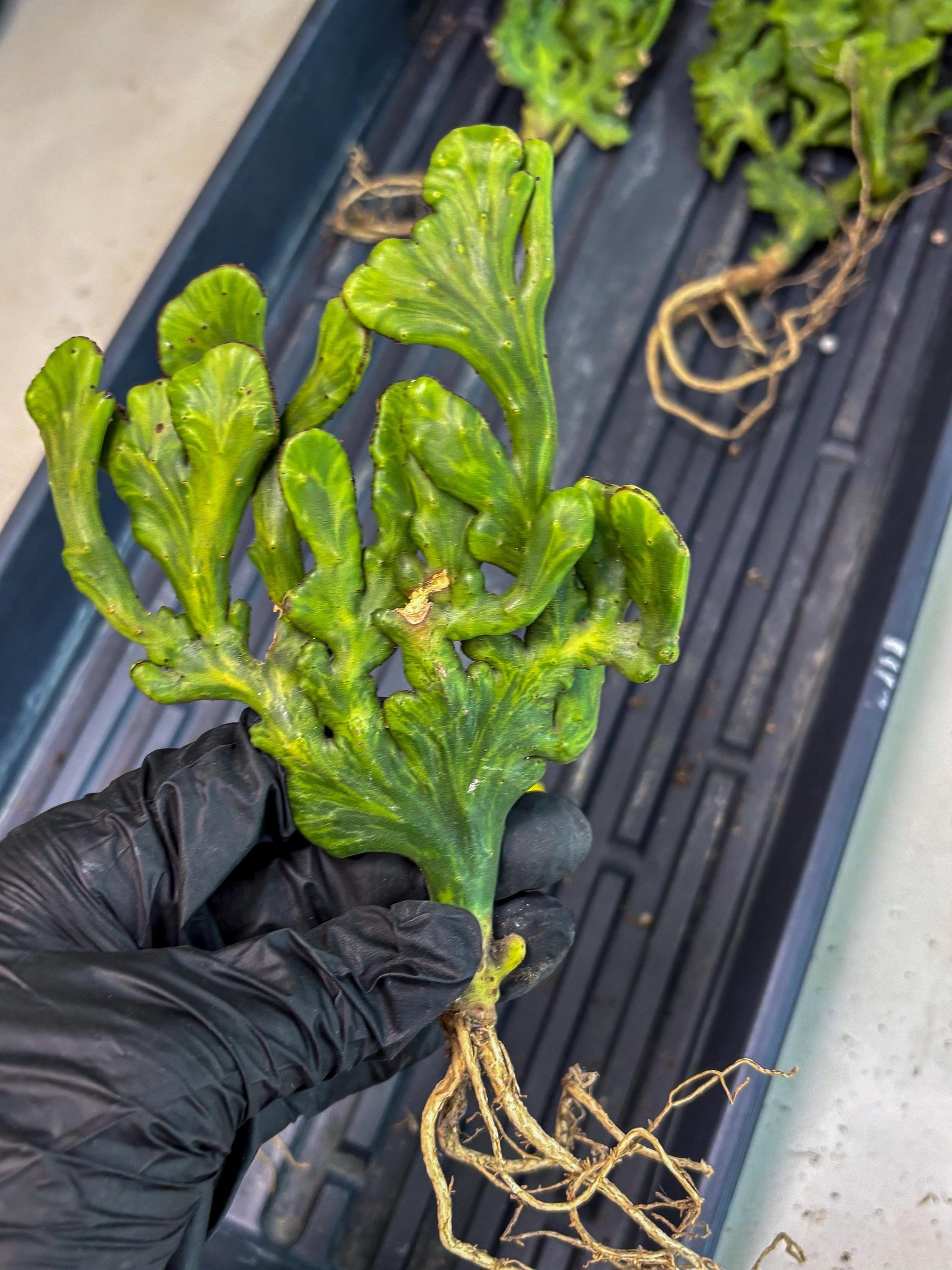 Euphorbia leucodendron cristate Var (y) | Imported Plants