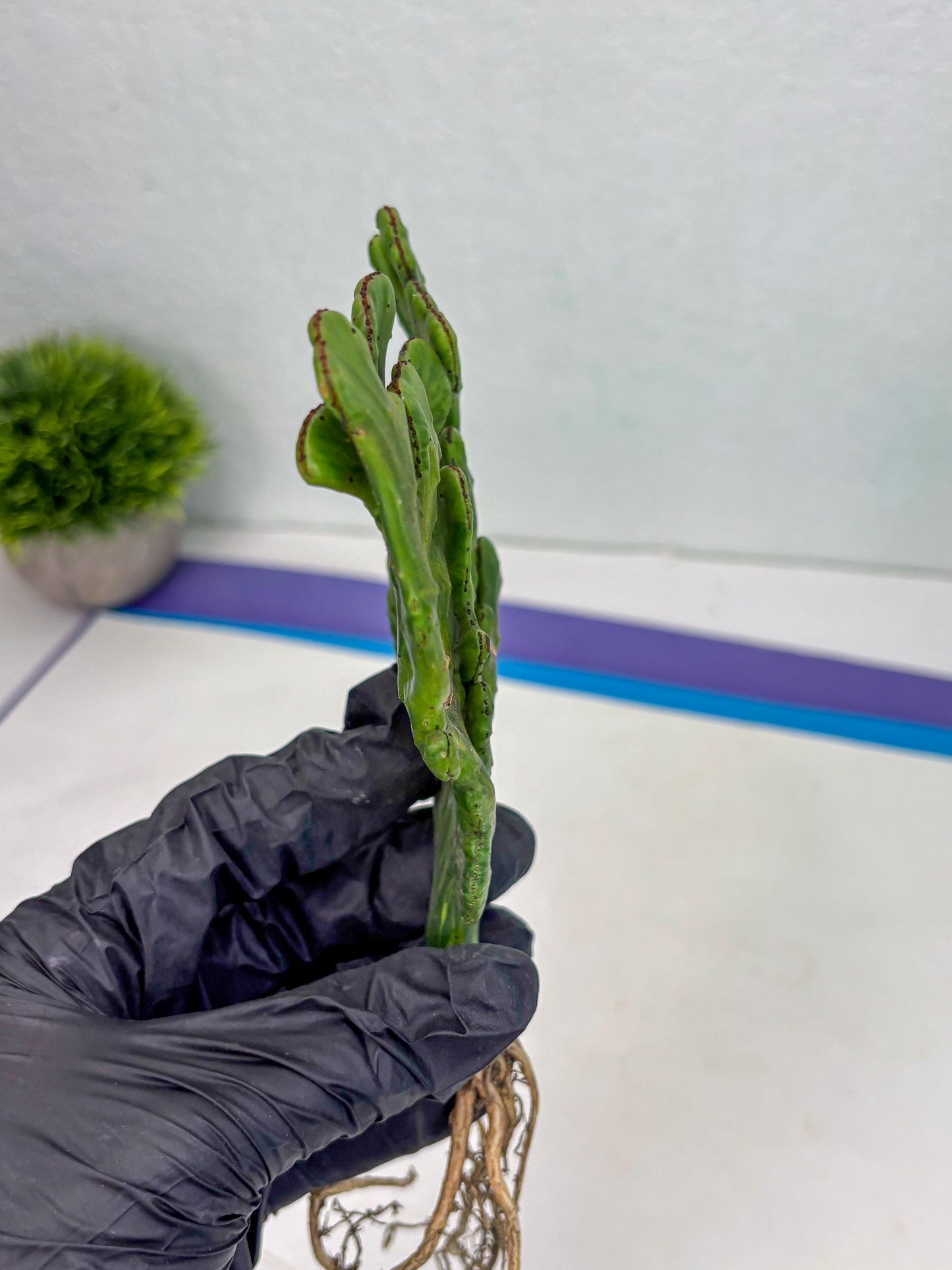 Euphorbia leucodendron cristate Var (y) | Imported Plants