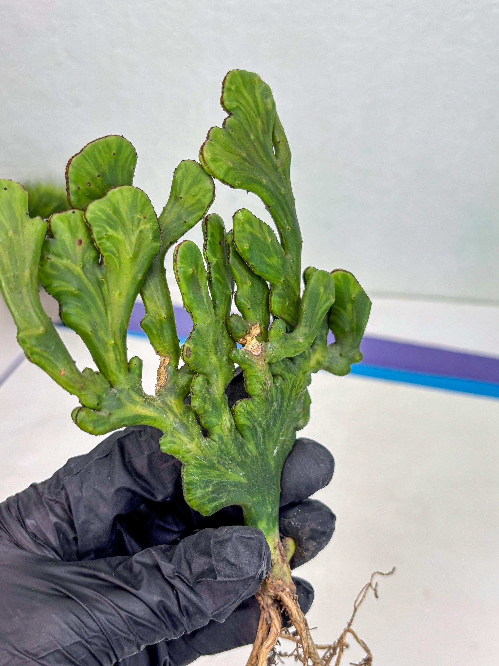 Euphorbia leucodendron cristate Var (y) | Imported Plants