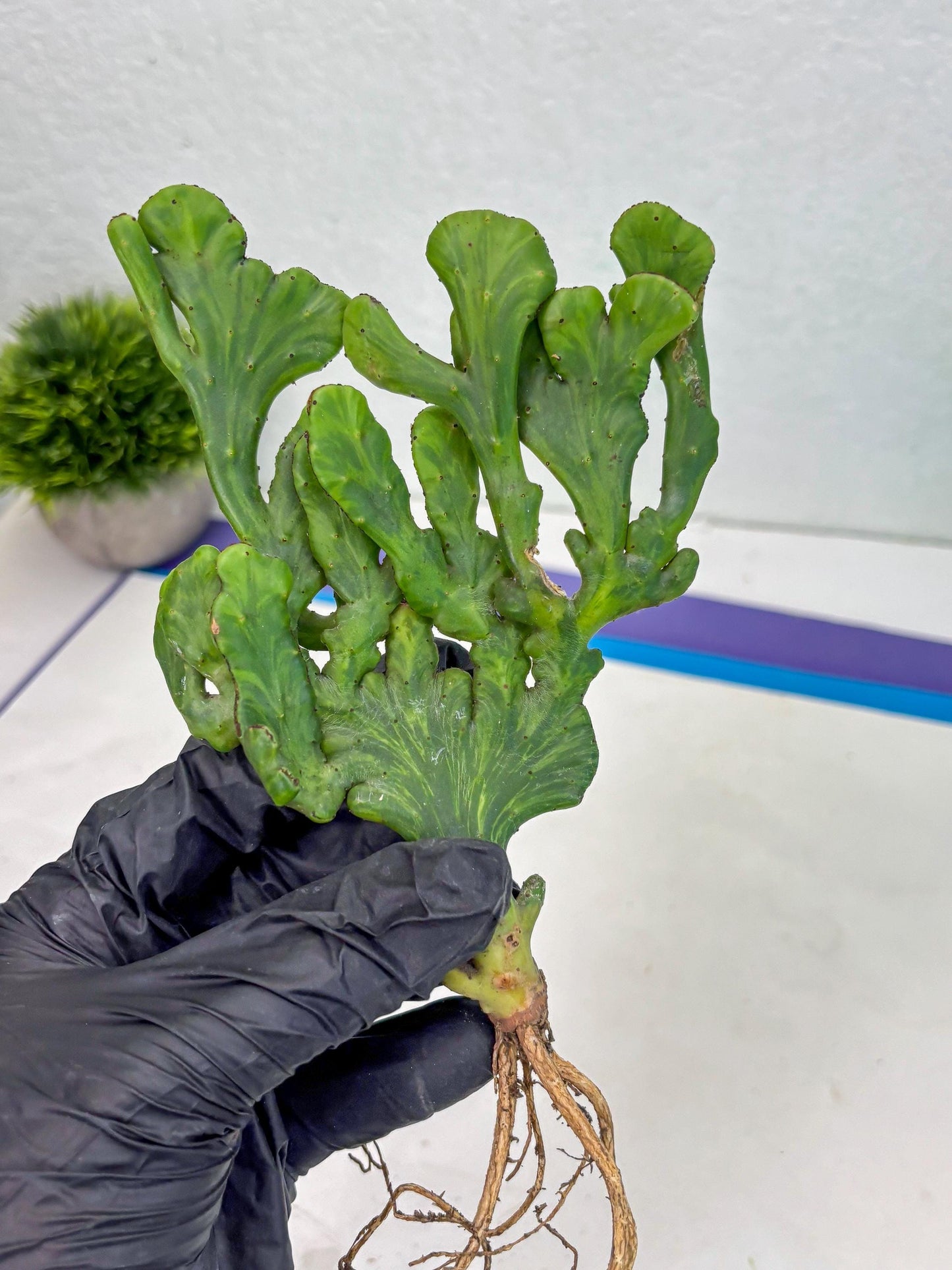 Euphorbia leucodendron cristate Var (y) | Imported Plants