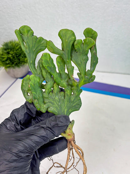 Euphorbia leucodendron cristate Var (y) | Imported Plants