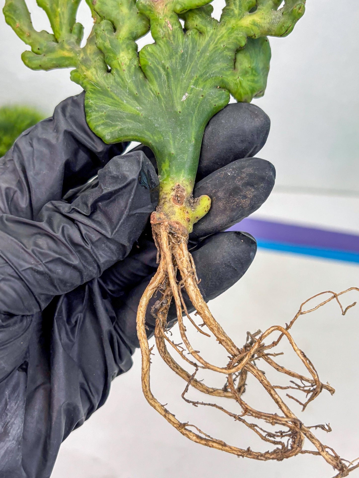 Euphorbia leucodendron cristate Var (y) | Imported Plants