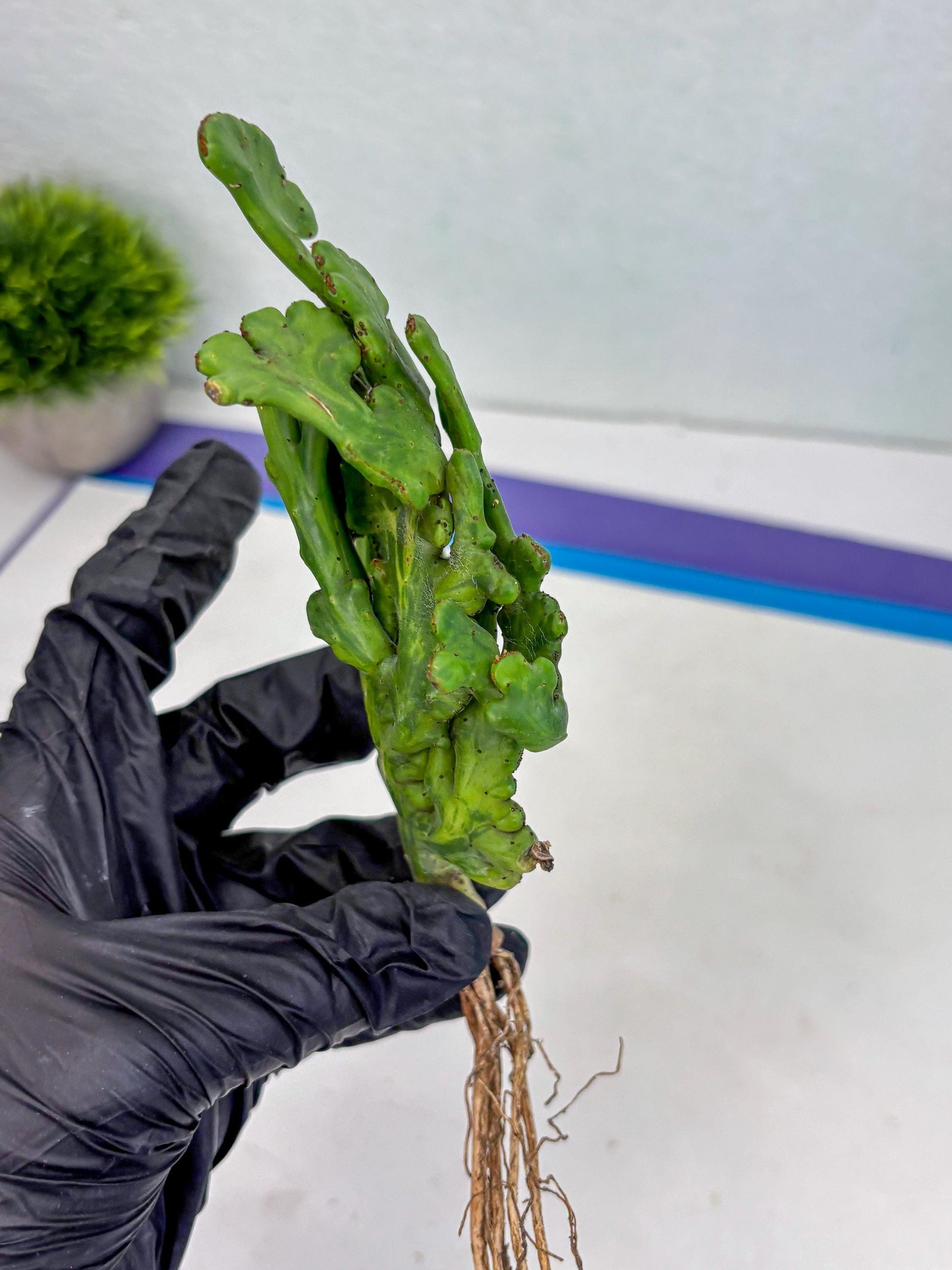 Euphorbia leucodendron cristate Var (b) | Imported Plants