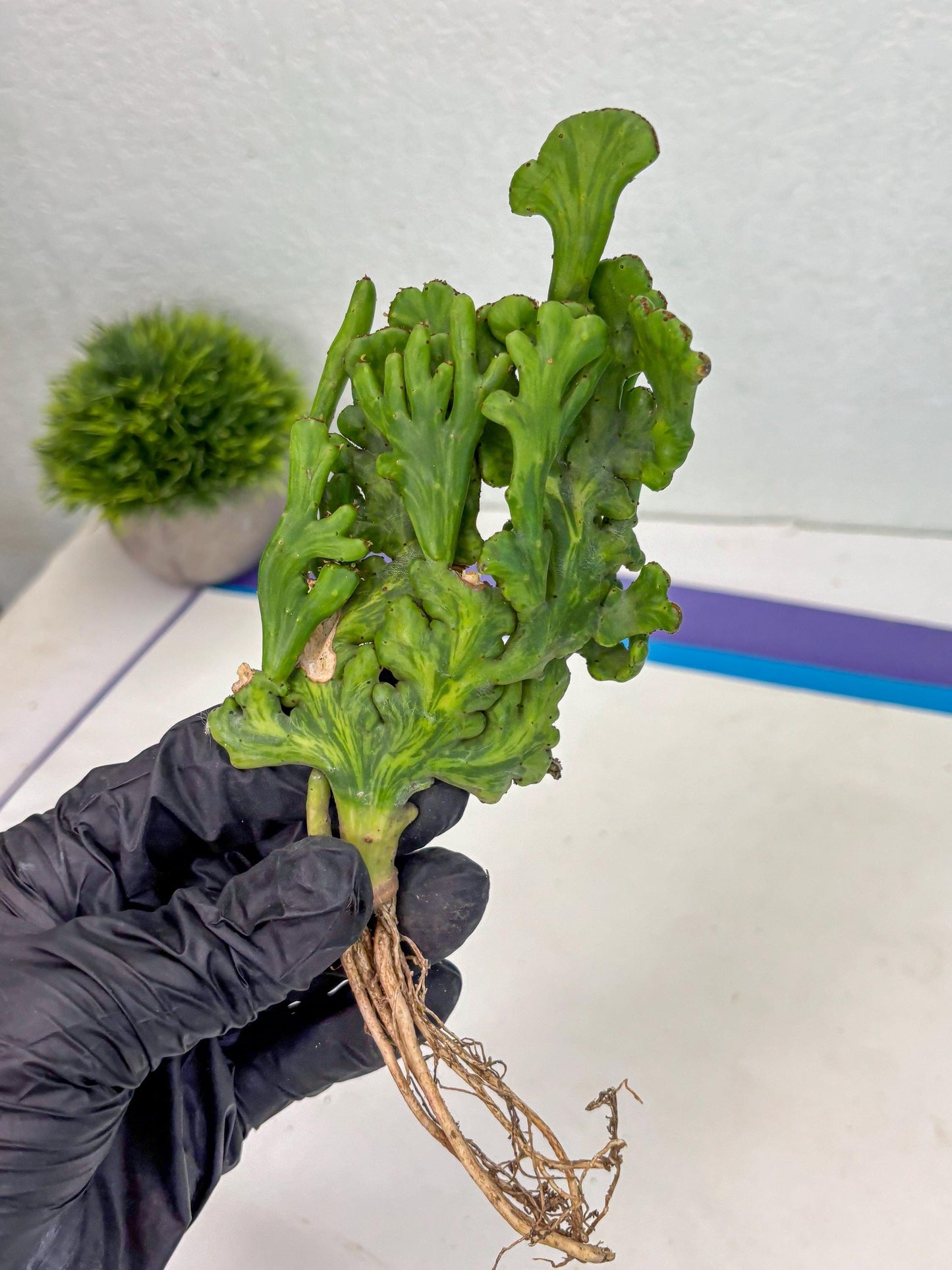 Euphorbia leucodendron cristate Var (b) | Imported Plants