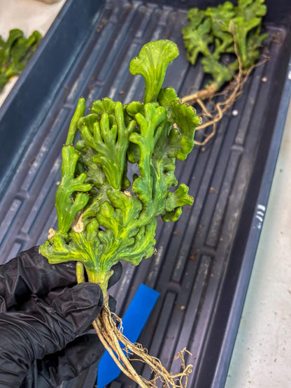 Euphorbia leucodendron cristate Var (b) | Imported Plants