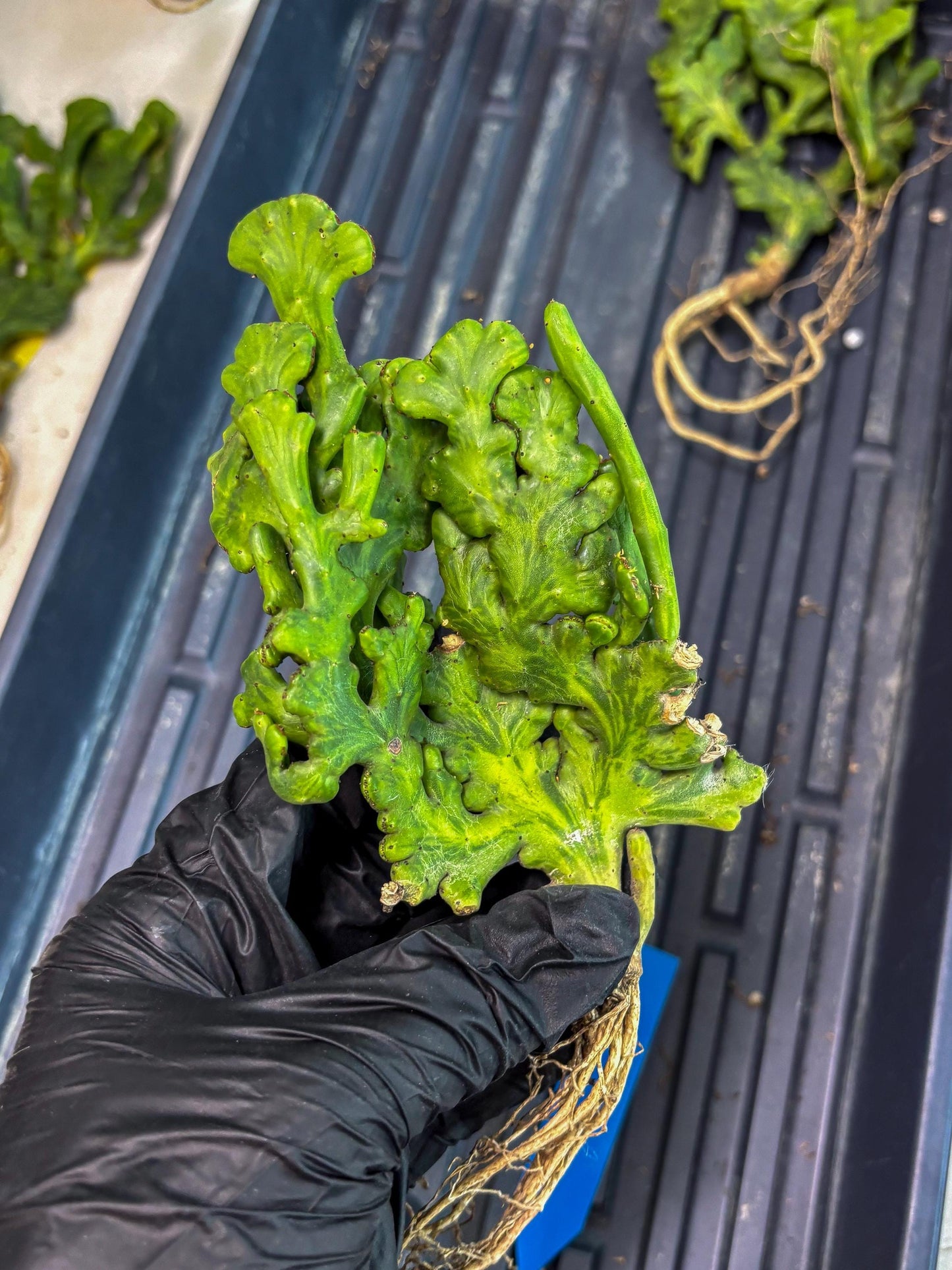 Euphorbia leucodendron cristate Var (b) | Imported Plants