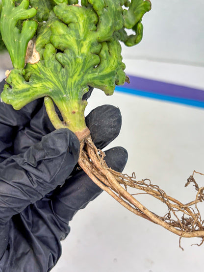 Euphorbia leucodendron cristate Var (b) | Imported Plants