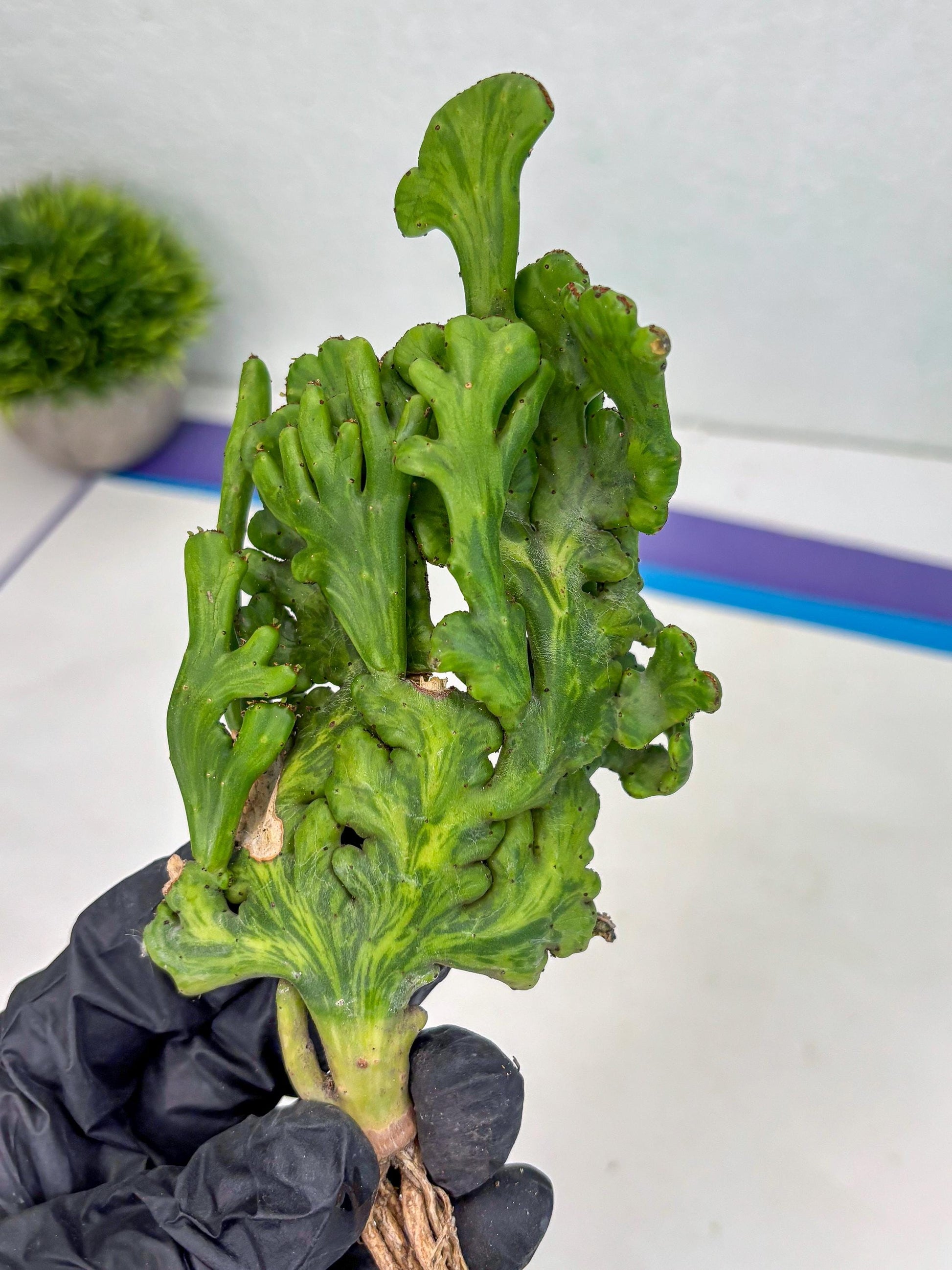 Euphorbia leucodendron cristate Var (b) | Imported Plants