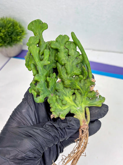 Euphorbia leucodendron cristate Var (b) | Imported Plants