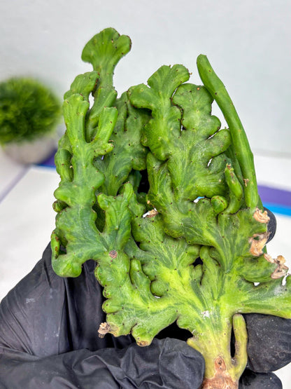 Euphorbia leucodendron cristate Var (b) | Imported Plants