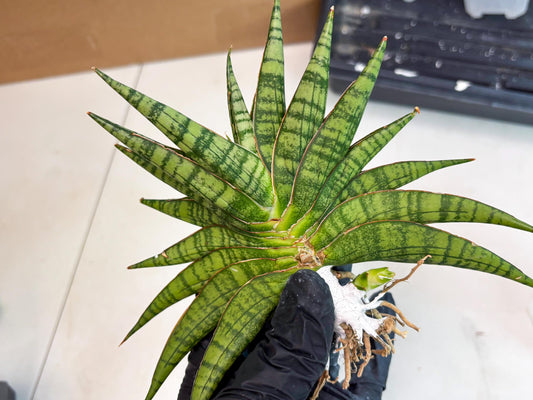 Sansevieria Aff Sindoro (ba2) (4) | Rare imported