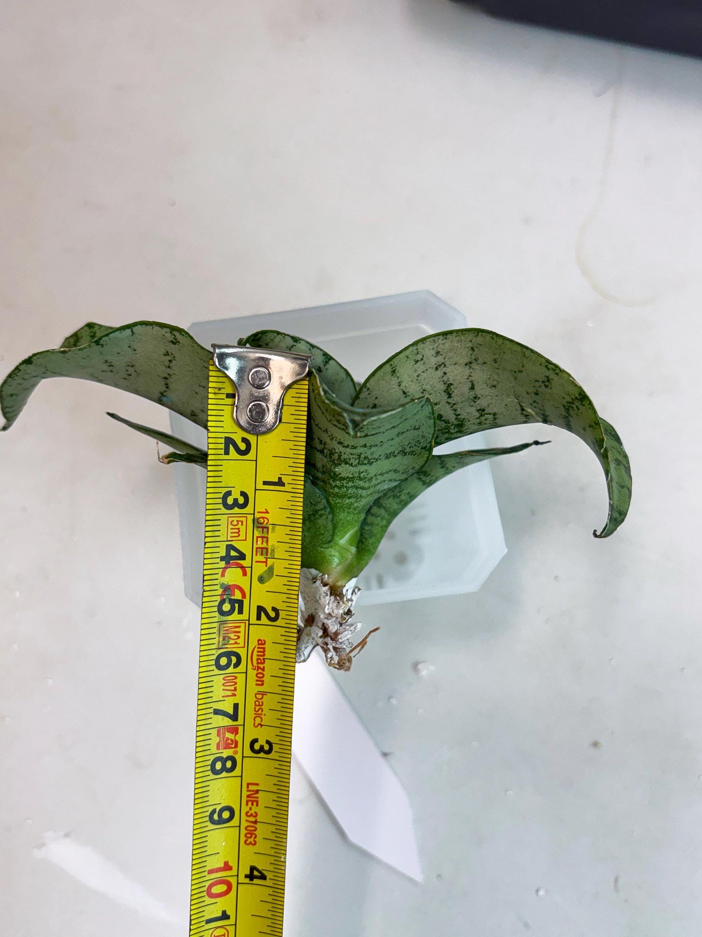 Sansevieria Jelita (ba2) (5) | Rare Hybrid Species