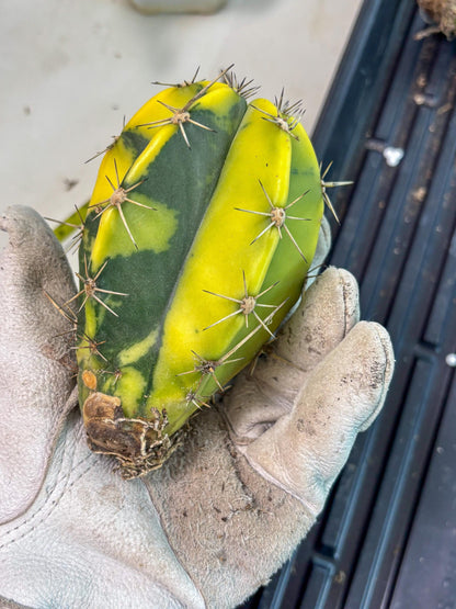 Stenosereus pruinosus Var (b) | Imported Plants