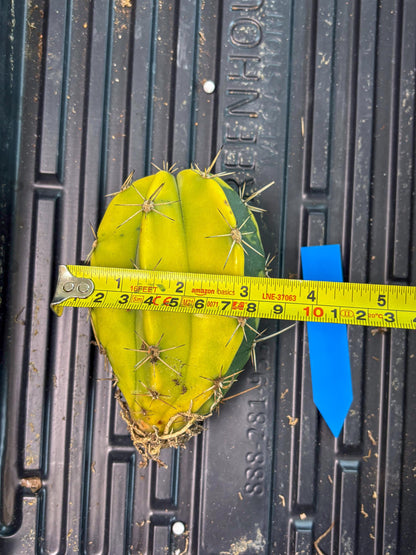 Stenosereus pruinosus Var (b) | Imported Plants