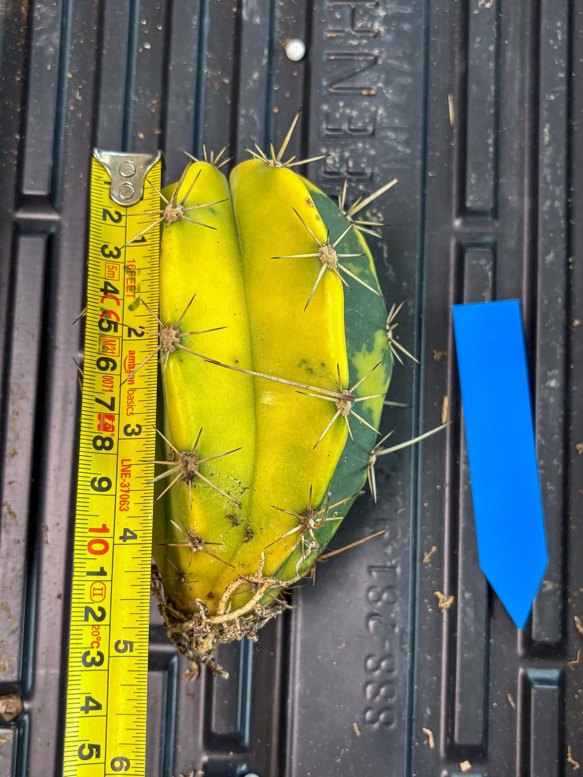 Stenosereus pruinosus Var (b) | Imported Plants