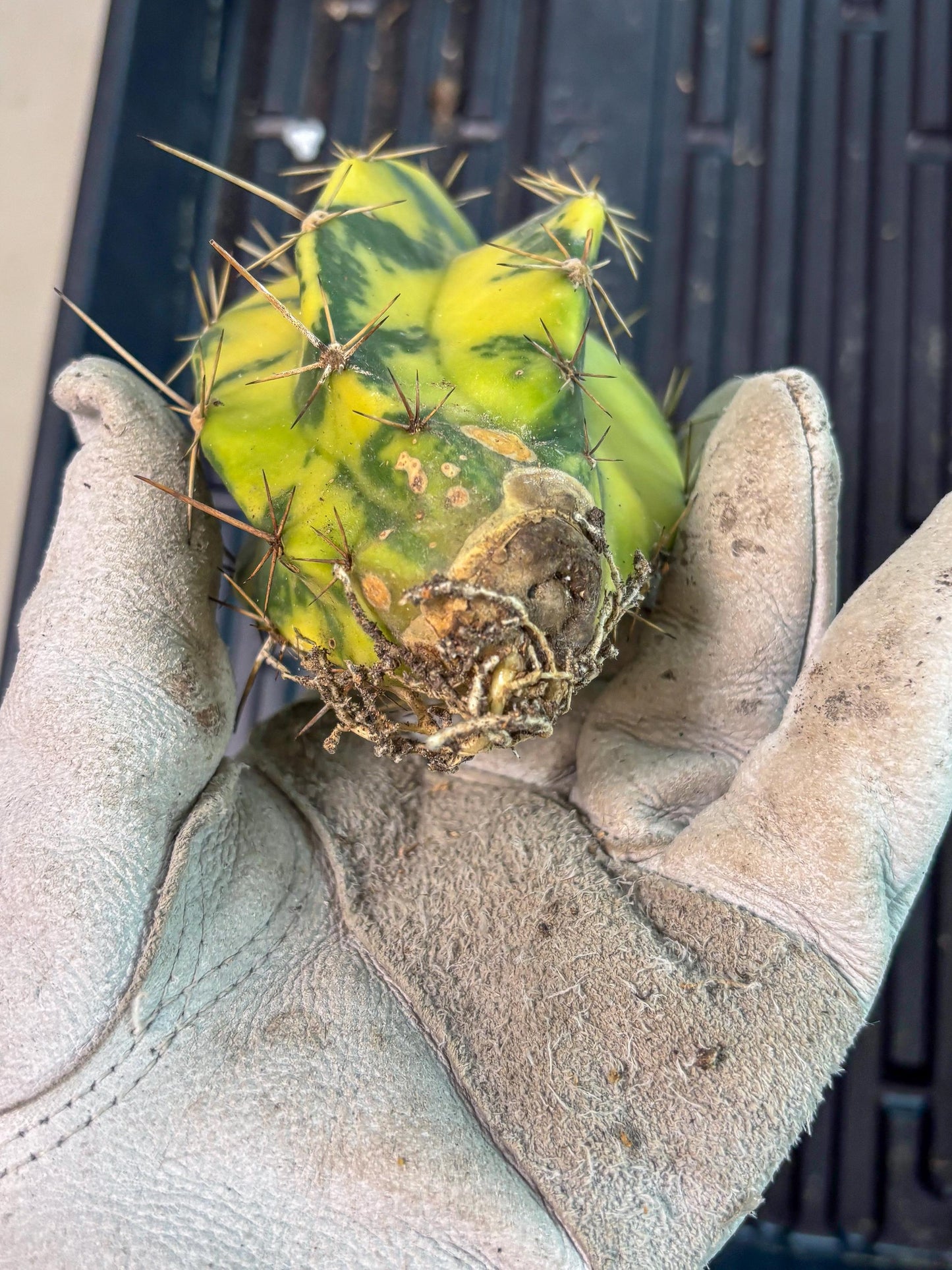 Stenosereus pruinosus Var (b) | Imported Plants