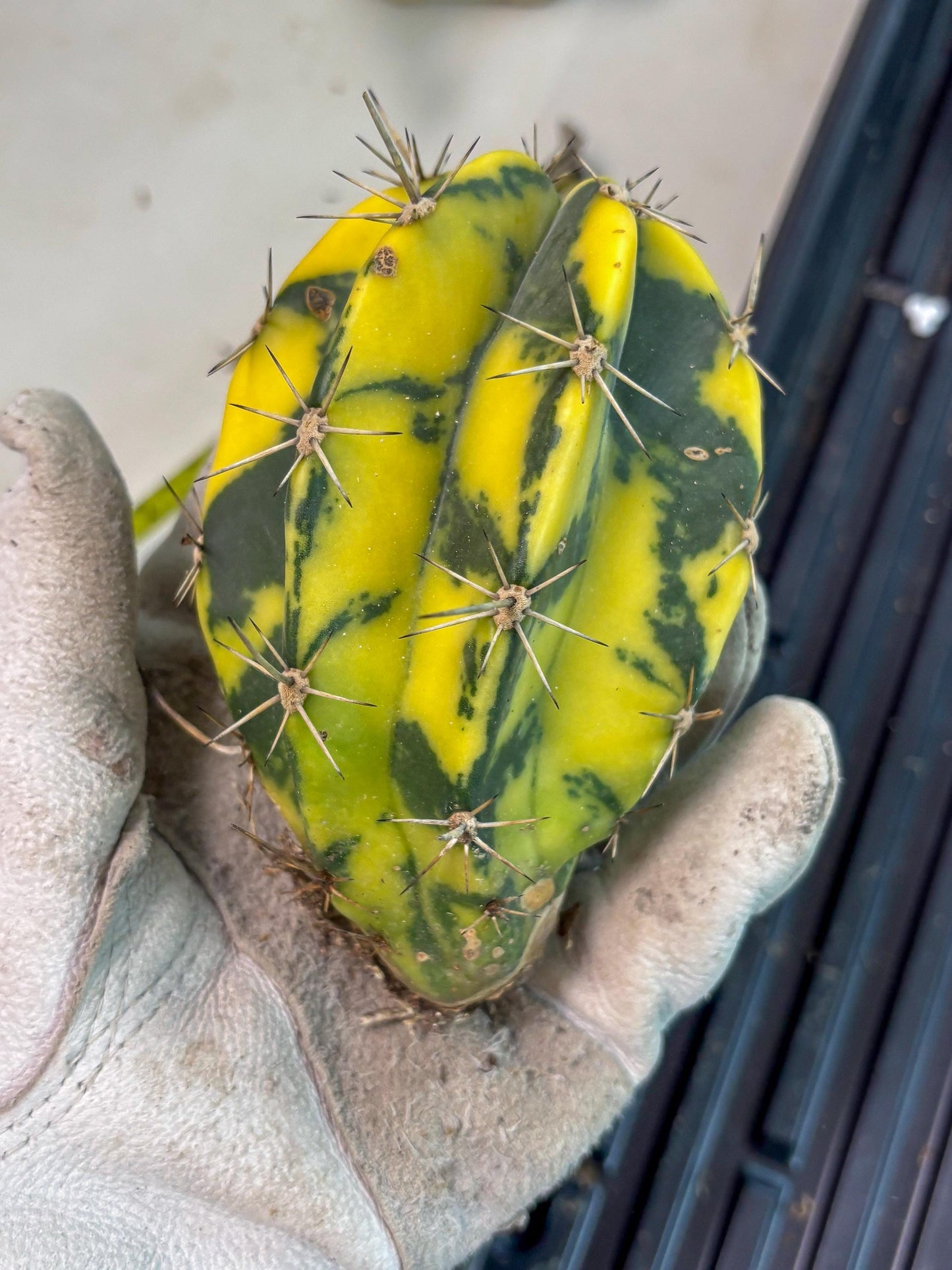 Stenosereus pruinosus Var (b) | Imported Plants