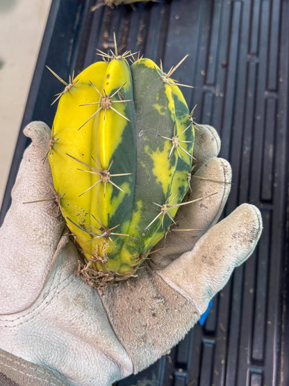 Stenosereus pruinosus Var (b) | Imported Plants