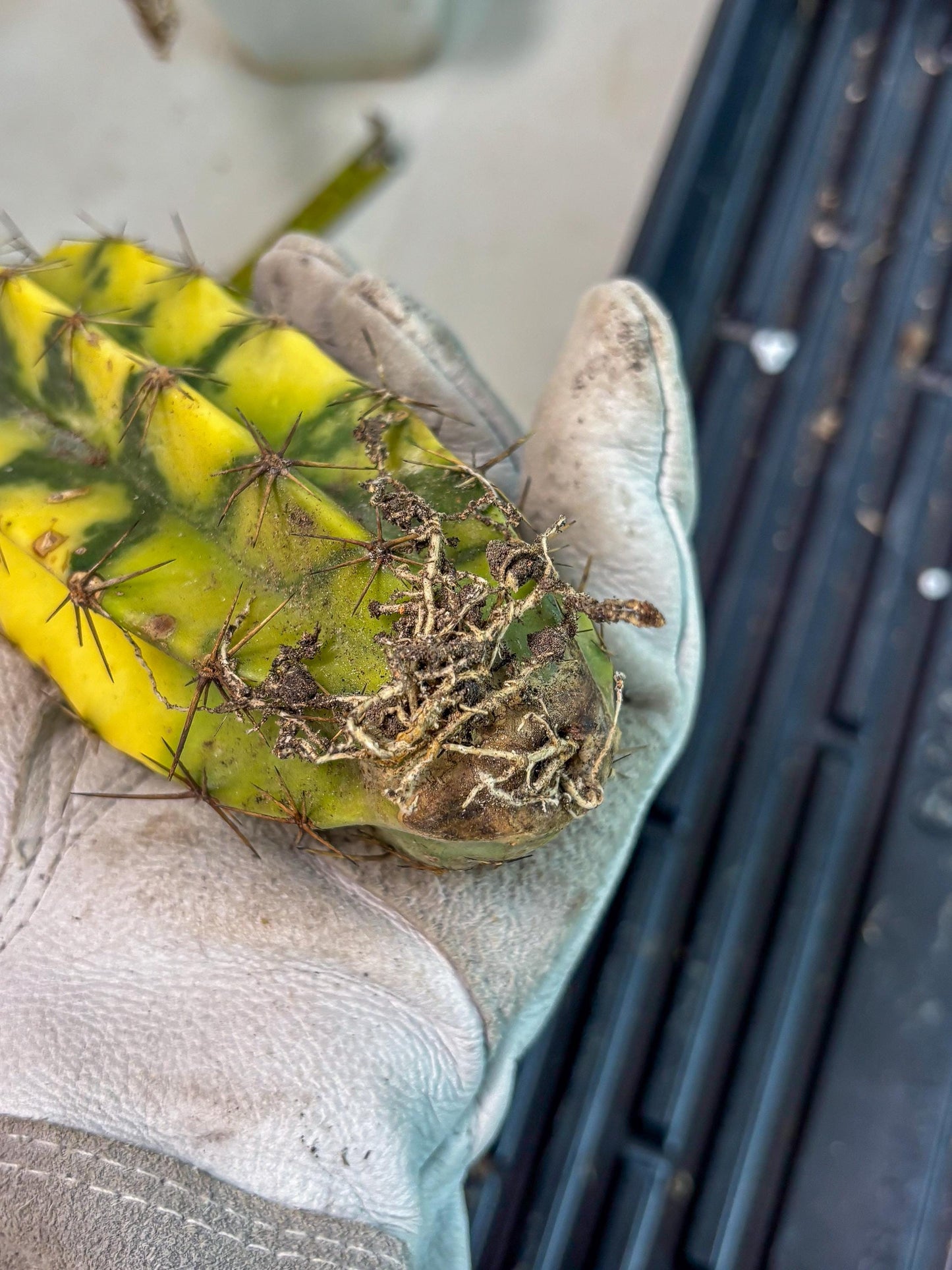 Stenosereus pruinosus Var (g) | Imported Plants