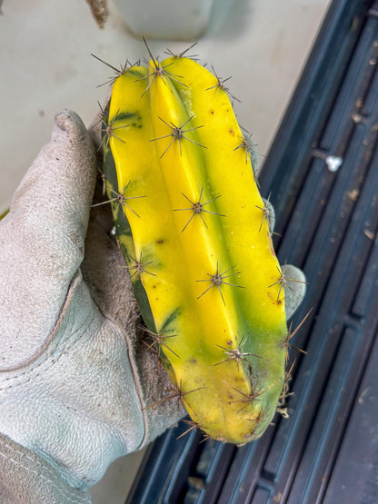 Stenosereus pruinosus Var (g) | Imported Plants