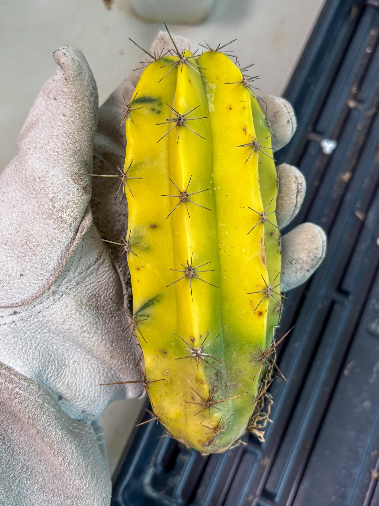 Stenosereus pruinosus Var (g) | Imported Plants