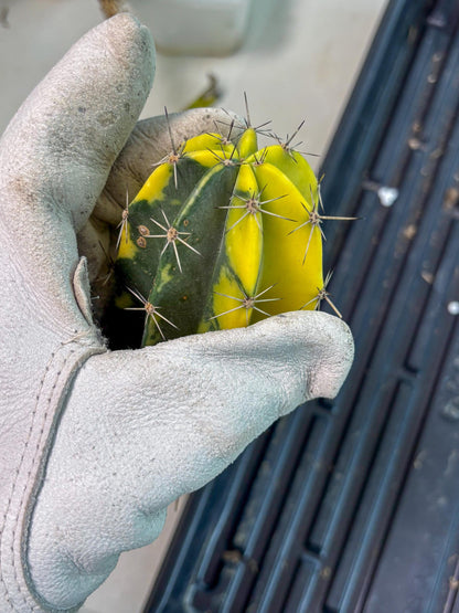 Stenosereus pruinosus Var (g) | Imported Plants