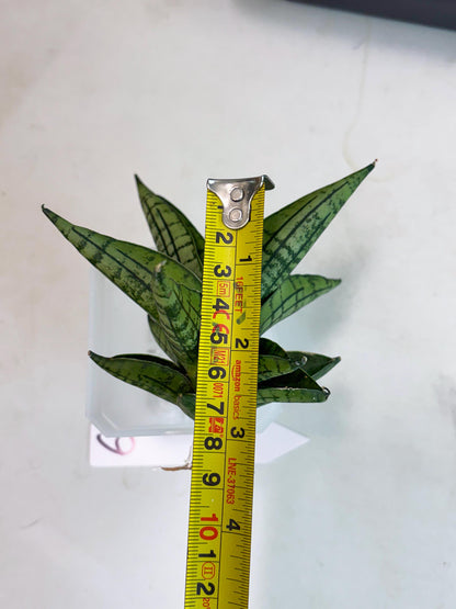 Sansevieria Manja (ba2) (6) | Imported Hybrids