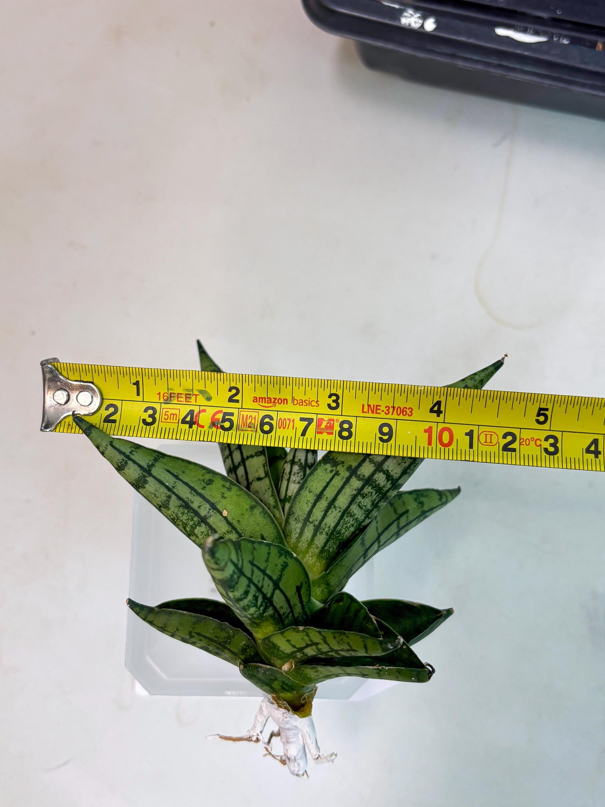 Sansevieria Manja (ba2) (6) | Imported Hybrids