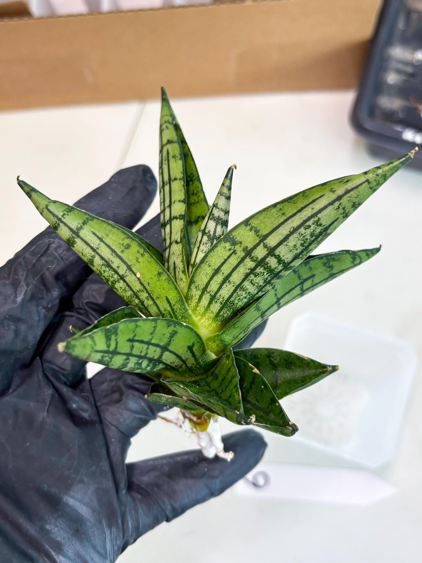 Sansevieria Manja (ba2) (6) | Imported Hybrids