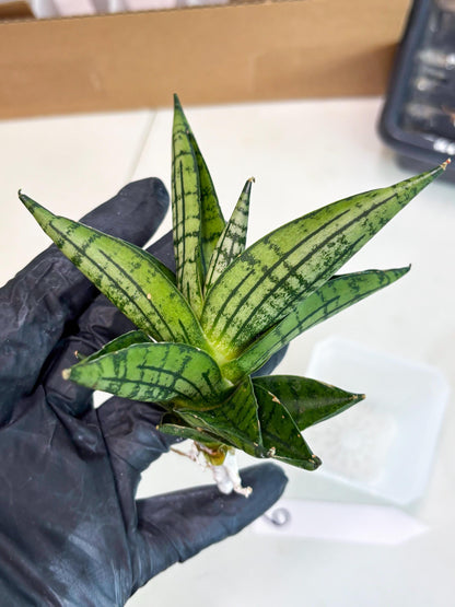 Sansevieria Manja (ba2) (6) | Imported Hybrids