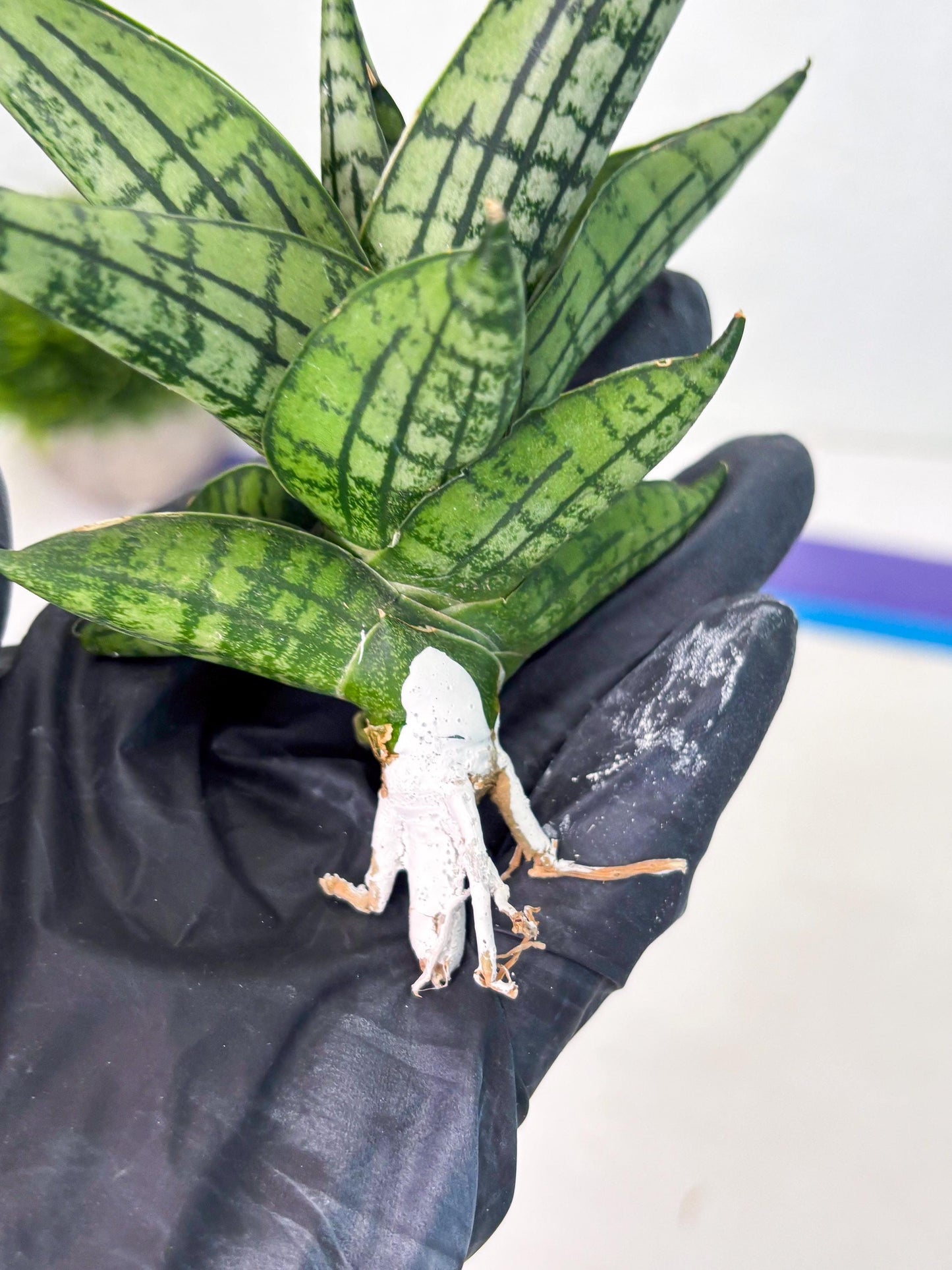 Sansevieria Manja (ba2) (6) | Imported Hybrids
