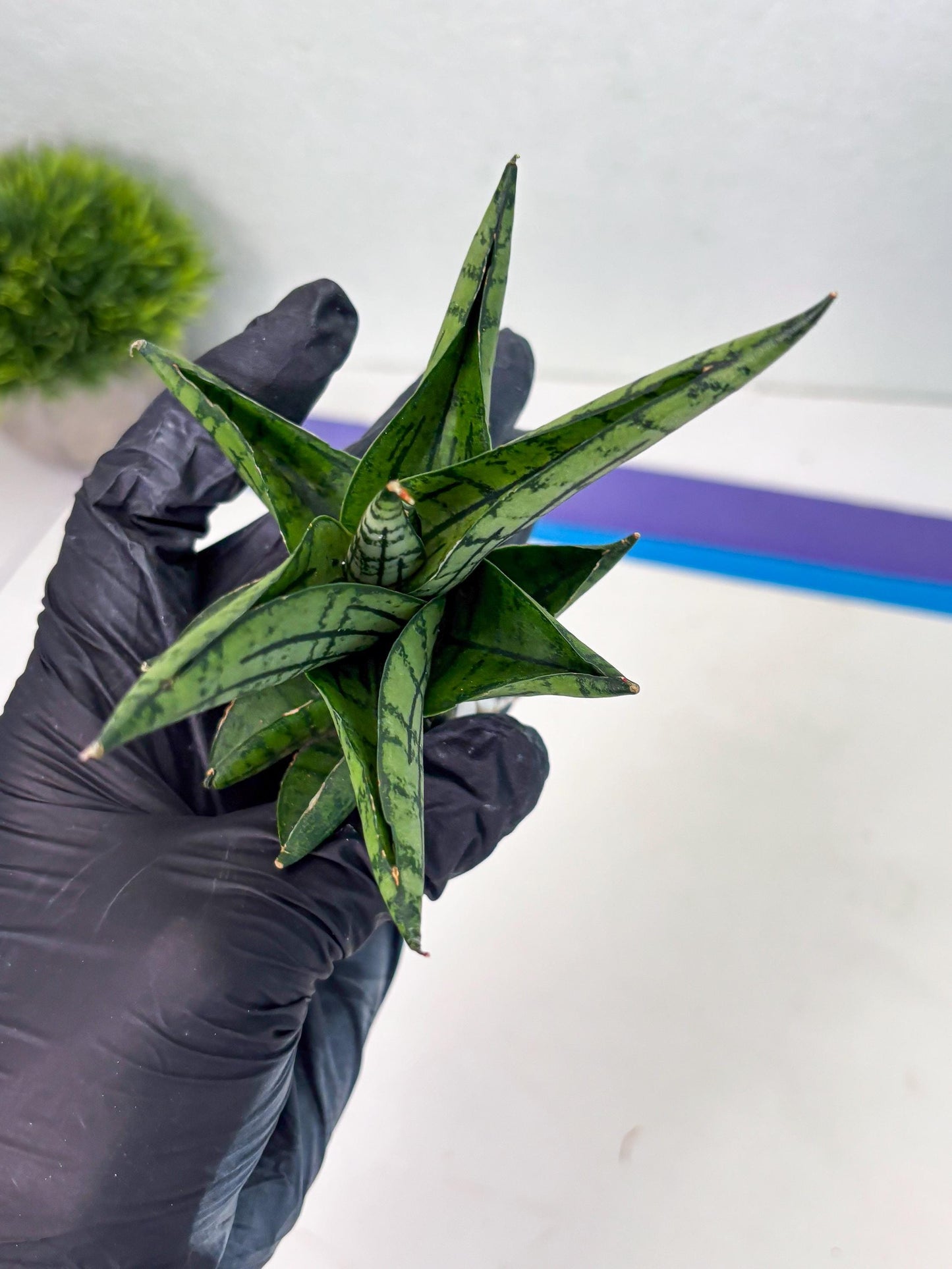 Sansevieria Manja (ba2) (6) | Imported Hybrids